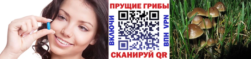 Галлюциногенные грибы Psilocybine cubensis  Калтан 