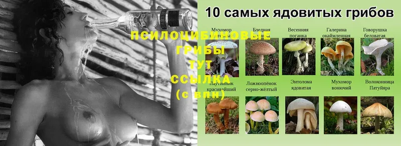 Псилоцибиновые грибы Psilocybine cubensis  наркотики  Калтан 